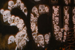 pond-scum-2